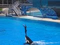 Shamu Show 08 Shamu Show 08