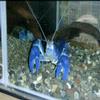 Crayfish Photo Vol.2 Crayfish Photo Vol.2