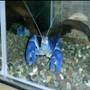 Crayfish Photo Vol.2
