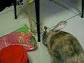 聞到飼料味道會發瘋的兔子