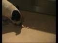 apperte filmiam 16; Naaktilopen in opgehokte omgeving part14