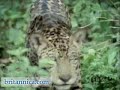 Wildlife of the Amazon Rainforest (Britannica.com)