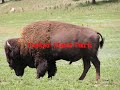 The Custer legacy The Custer legacy