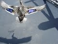 TRAVIS THE DUCK