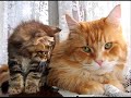 Guide Cats for the Blind Guide Cats for the Blind