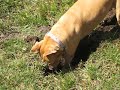 Bambi the digging Pitbull