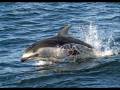 ENIGMA-THE DREAM OF THE DOLPHIN FOR ILONA.wmv