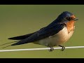 my very first video ^-^