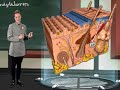 Biologia - El sentido del tacto