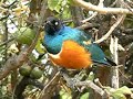 Superb starling