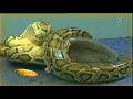 python vs  rabbit