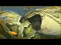 Python vs. Rabbit Python vs. Rabbit
