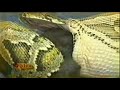 python vs  rabbit
