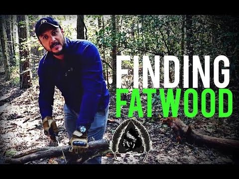 How to Find Fatwood- Quick Tip How to Find Fatwood- Quick Tip