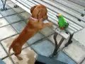 Mini Daschund & Jardine Parrot Icon
