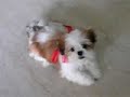 cute shih tzu puppy