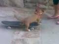Salchicha video