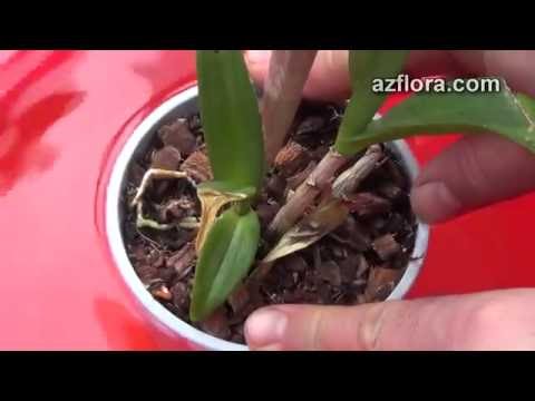 how to transplant dendrobium orchids