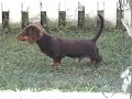 Milo the Dachshound and Friends
