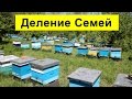 Видео - Деление семей пополам, многокорпусный улей