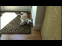 Puppy Power Puppy Power