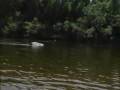 Vis video