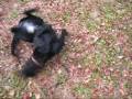 videos de Mist-toss and turn