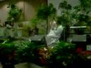 julie n sena wedding part6