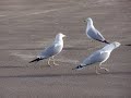 Psychotic Seagulls