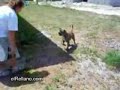 Perro algo extraño pa cojer O.o Perro algo extraño pa cojer O.o