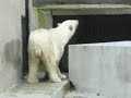 Polar Bear in Warsaw Zoo Polar Bear in Warsaw Zoo