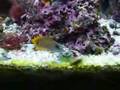 75 gallon saltwater aquarium