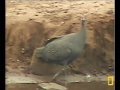 Injured Guinea Fowl Drinking Pete's Pond November 19, 2009