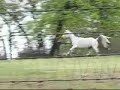 Sammy the Horse Slips in the mud and falls