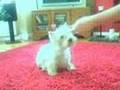 westie
