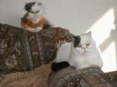 Pudsey And Furby (A Purrfect Day)