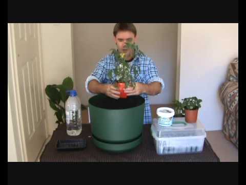 how to grow tomatoes in qld