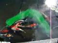 Showa sex spawning 2008