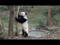 Naughty Panda in Chengdu