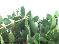 Prickly pear harvesting Prickly pear harvesting