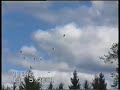 pigeon roller
