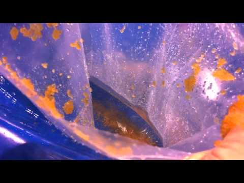how to fertilized koi eggs