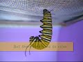 Caterpillar Caper:  the extended version