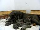 Eshli with puppies