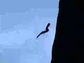 Urubu Vento Ventania