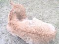 Sassy, mini horse baby Sassy, mini horse baby