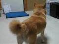 雷を怖がる柴犬りょう