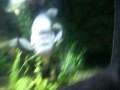 Weird Fish at the Zoo