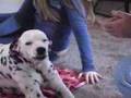 Dalmatian Smile