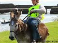 Donkey Derby Mullaghmore 2006 - wyścigi osłów.